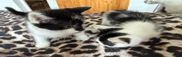 Mixed Breed cats for sale: Kittens looking for their forever home 🏠🐾 - Advert 4