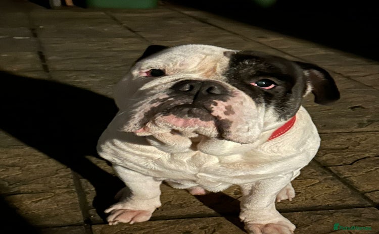 Olde English Bulldogge dogs - Advert 4