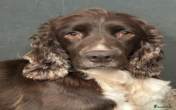 English Springer Spaniel dogs for sale: Springer spaniel puppies for sale  - Image 3