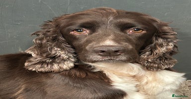 English Springer Spaniel dogs - Advert 14