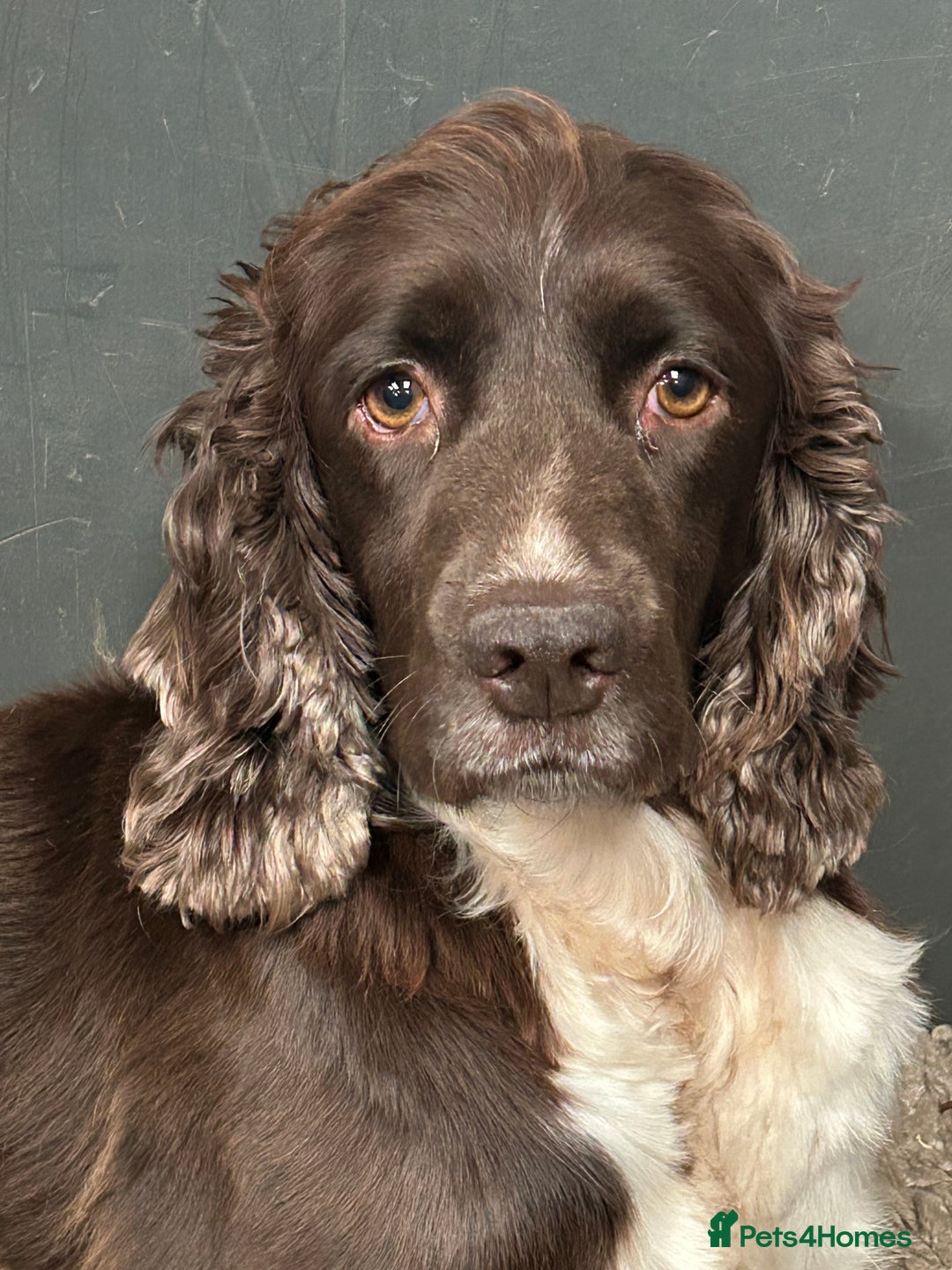 English Springer Spaniel dogs for sale: Springer spaniel puppies for sale  - Image 3
