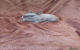 Netherland Dwarf rabbits for sale: Netherland dwarf  - Image 4