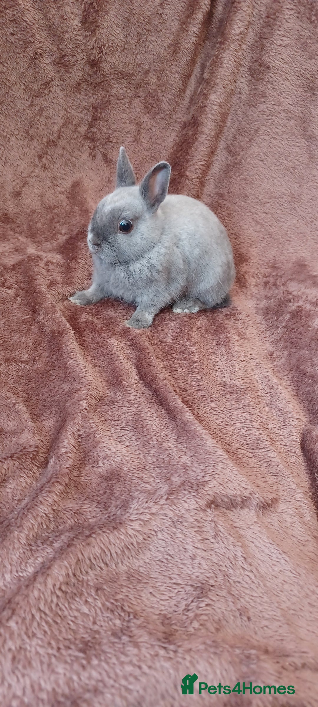 Netherland Dwarf rabbits for sale: Netherland dwarf  - Image 4