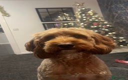 Cockapoo dogs for sale: Female cockapoo looking for her forever home - Image 5