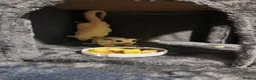 Sugar Glider rodents for sale: 3 male sugar gliders  - Advert 5