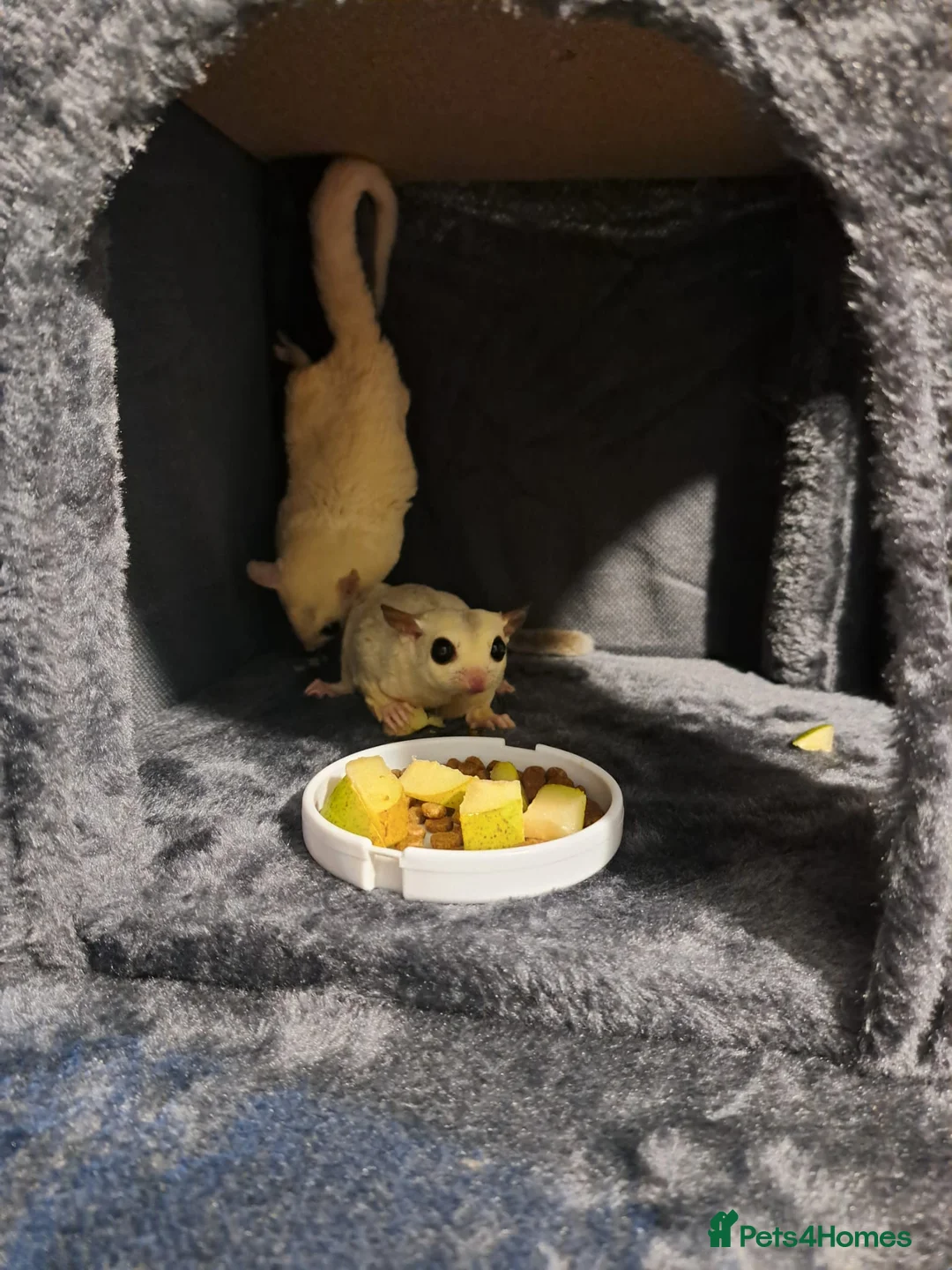 Sugar Glider rodents for sale: 3 male sugar gliders  - Advert 5