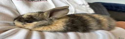 Mini Lop rabbits for sale: Pure bred mini lop bunnies - Advert 12