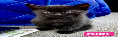 Black female kitten