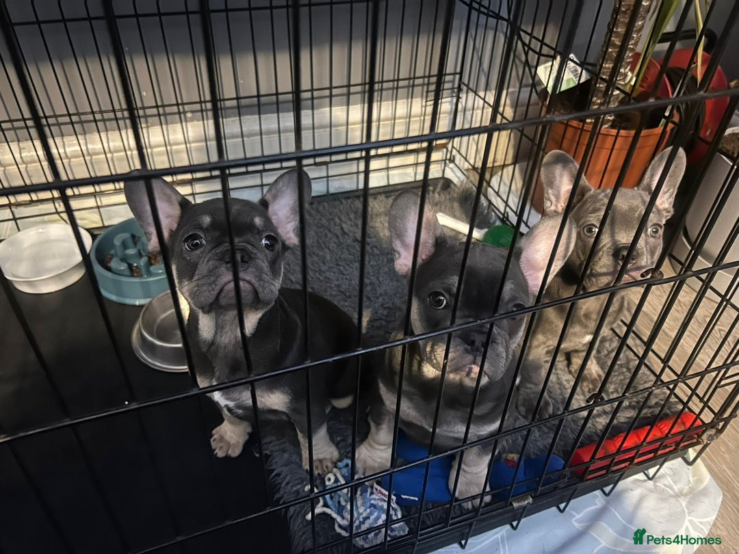 French Bulldog dogs for sale: Adorable Frenchie Puppies - Advert 13