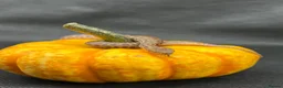 Python Snake reptiles for sale: Royal Pythons and other Pythons At Urban Exotics  - Advert 9