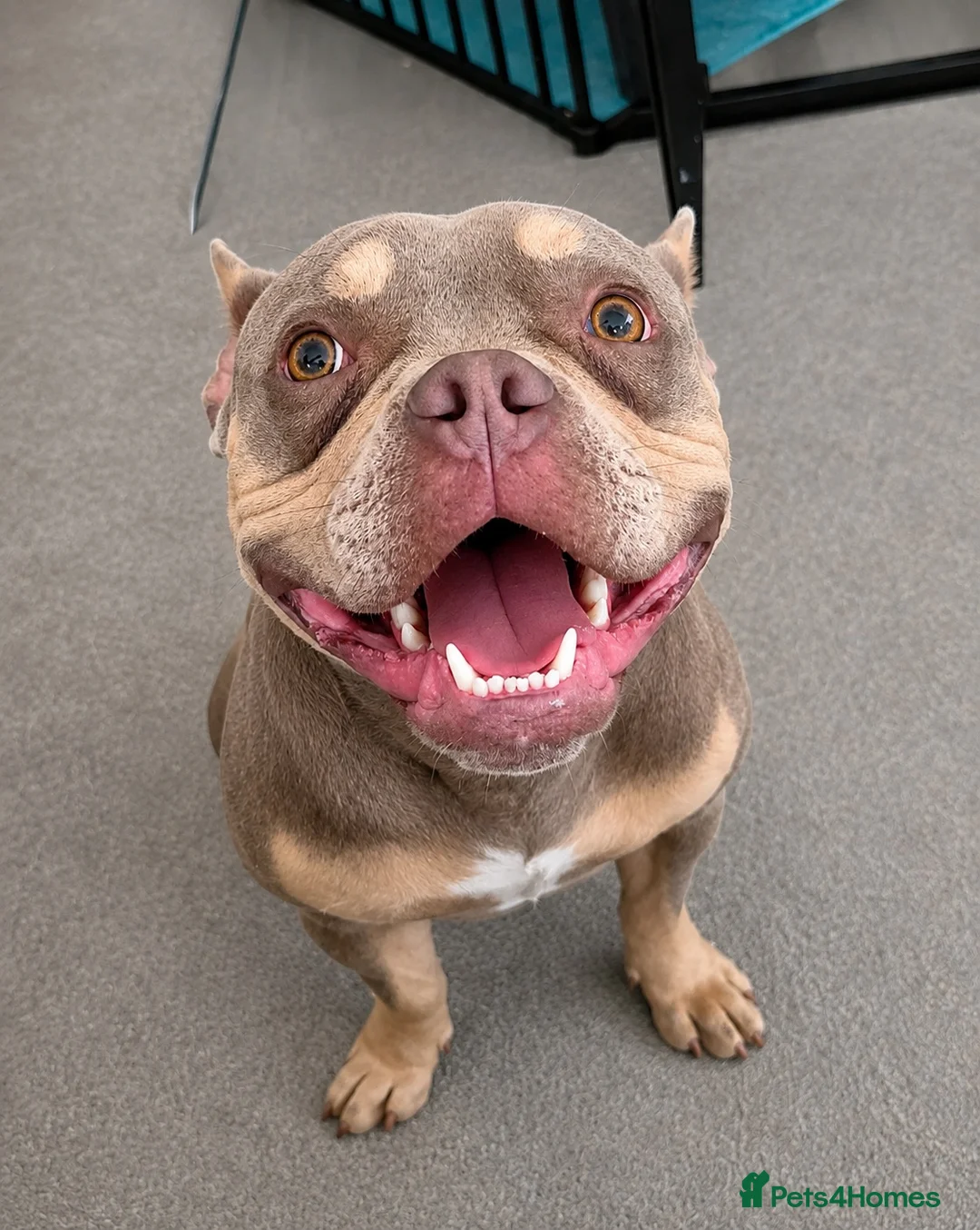 Mixed Breed dogs for sale: Reggie  - Advert 1