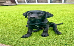 Labrador Retriever dogs for sale: Stunning litter of Black Labrador puppies  in Lydbury North - Image 1