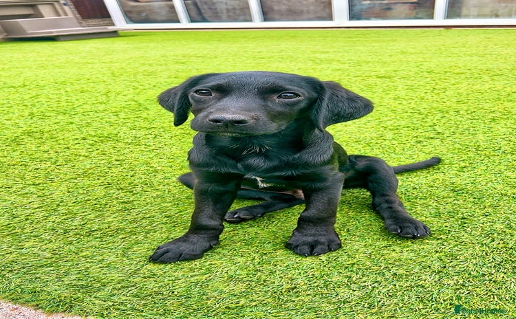 Labrador Retriever dogs in Lydbury North - Advert 4