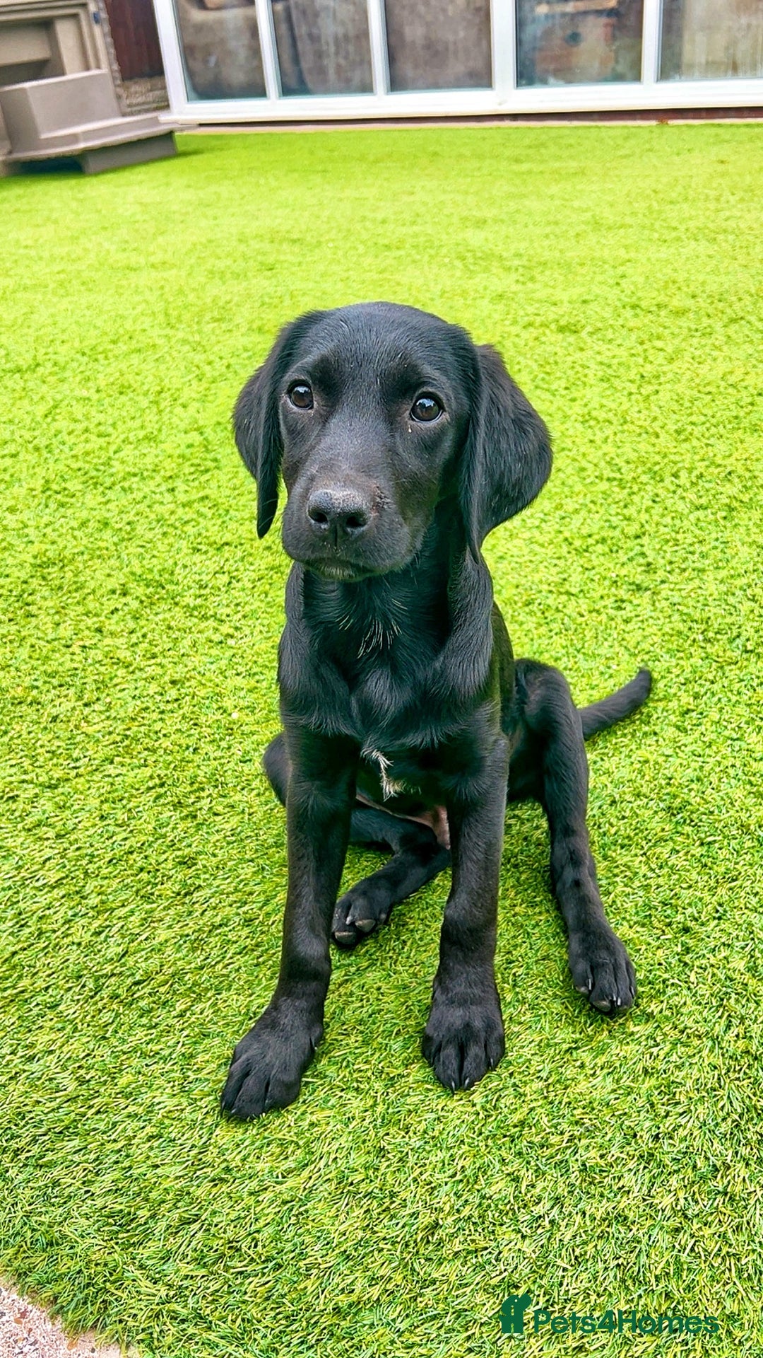 Labrador Retriever dogs for sale: Stunning litter of Black Labrador puppies  in Lydbury North - Image 1