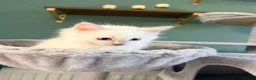 Ragdoll cats for sale: ✨5 blue point and 1 lilac ragdoll kittens ✨ - Advert 15