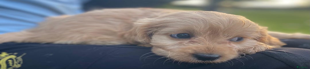 Cavapoo Puppy 4