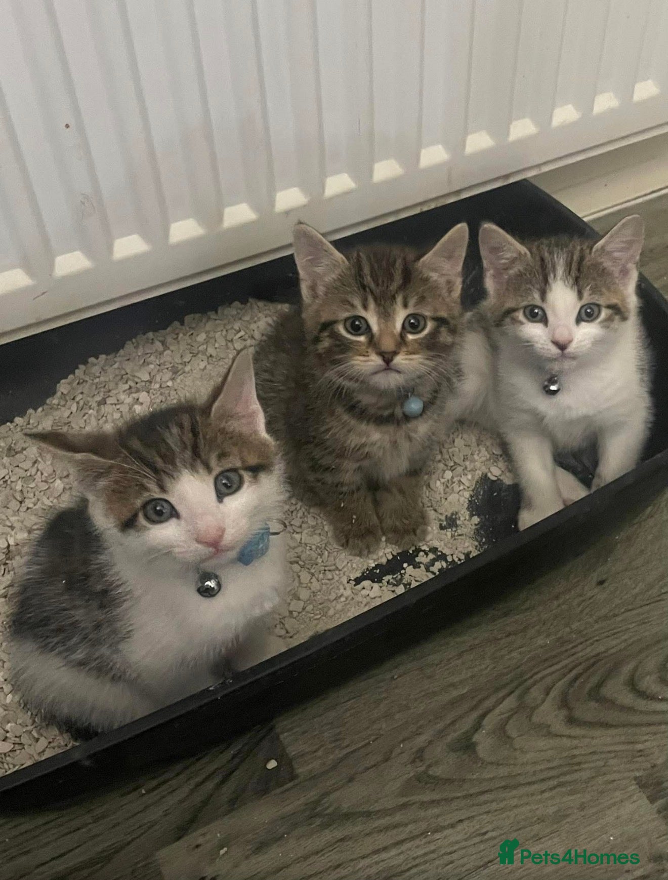 Mixed Breed cats 3 Tabby Kittens For Sale!! - Advert 1