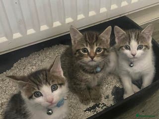 Mixed Breed cats 3 Tabby Kittens For Sale!! - Advert 1