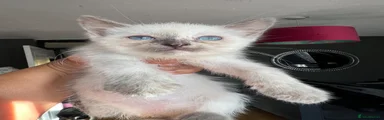 Ragdoll 1