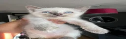 Ragdoll cats for sale: Fluffy ragdollx looking to take pride in your home - Advert 3