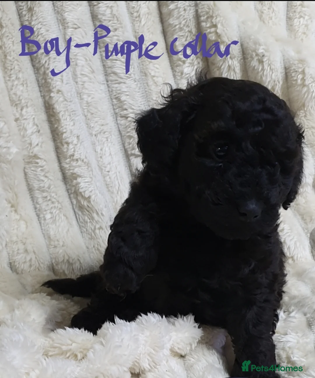 Toy Poodle dogs for sale: Tiny Toy Poodle puppies ready to leave 1st March - Advert 11