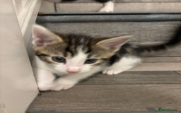 Domestic Shorthair cats for sale: Lovely 5 kittens for sale - Image 6