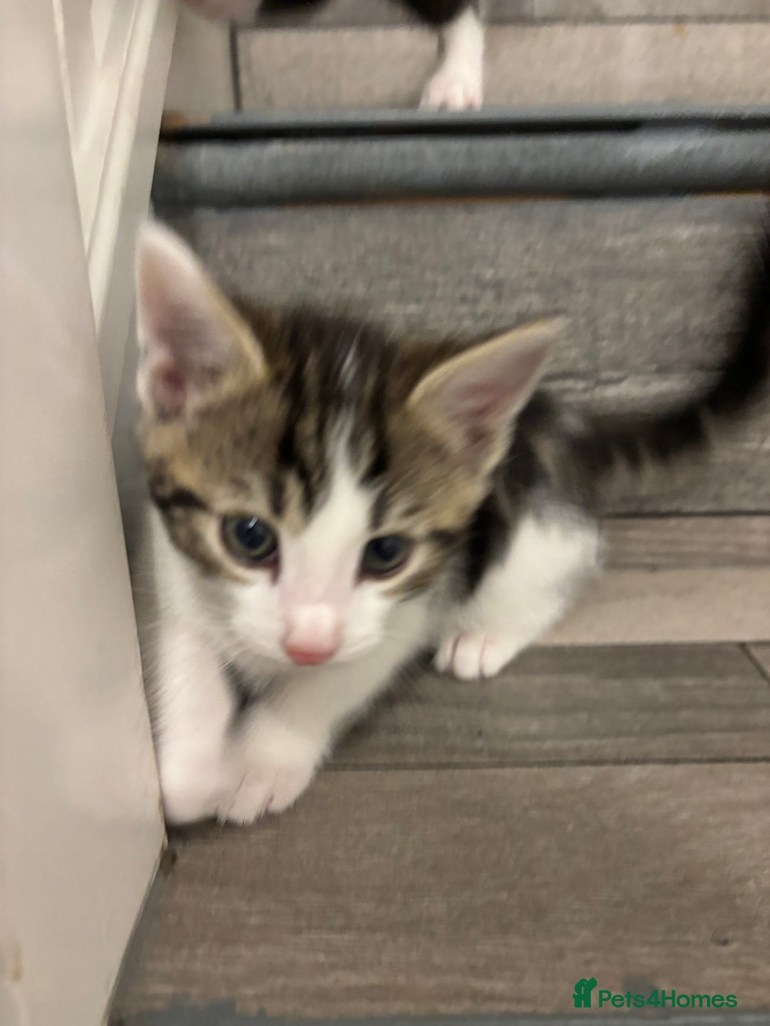 Domestic Shorthair cats for sale: Lovely 5 kittens for sale - Image 6