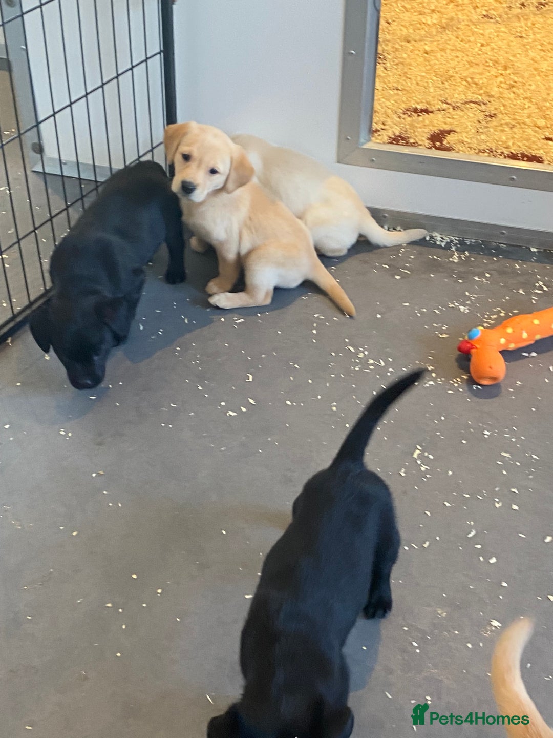 Labrador Retriever dogs for sale: Yellow and black Labrador puppies in Whitchurch - Image 14