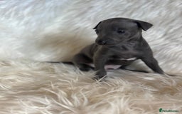 Italian Greyhound dogs for sale: 2 Italian Greyhound Boys  - Image 8