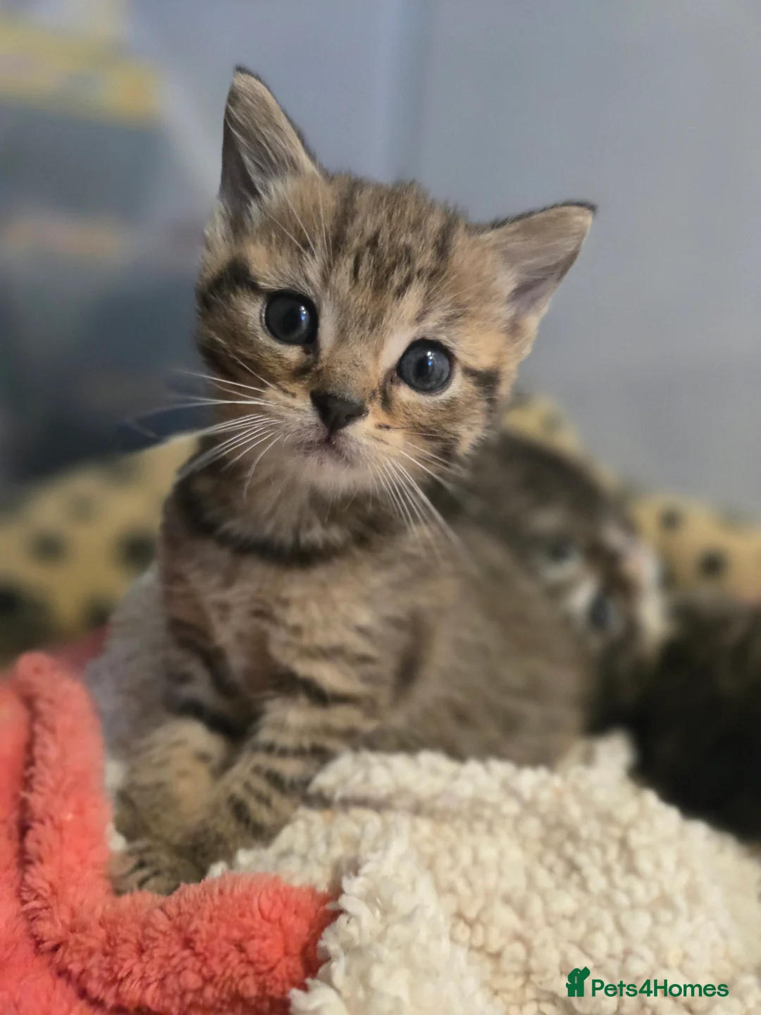 Mixed Breed cats for sale: 4 beautiful kittens  - Advert 2