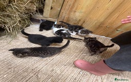 Mixed Breed cats for sale: 6 Cute Kittens Looking for Loving Homes - Image 10