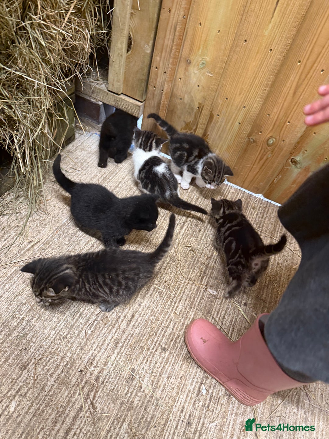 Mixed Breed cats for sale: 6 Cute Kittens Looking for Loving Homes - Image 10