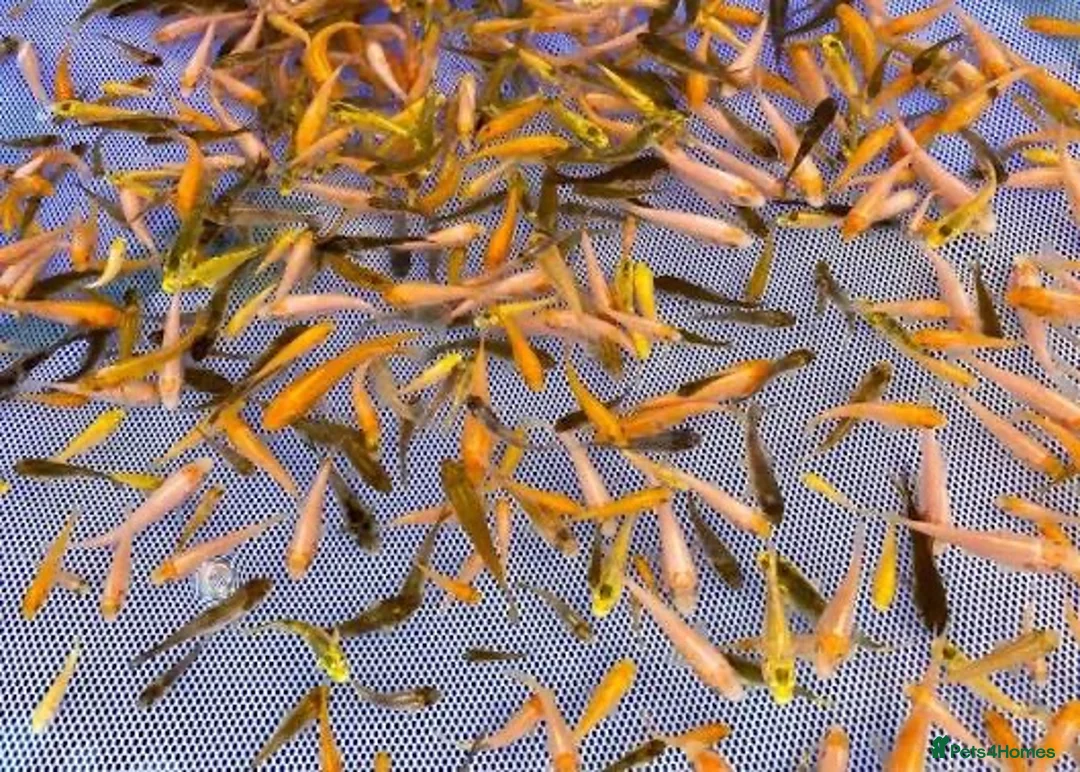 Koi Carp fish for sale: 1000’s Koi Fry 1-3 inches in Ormskirk - Advert 2