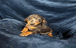 Dachshund dogs for sale: Dachshund Puppies - Image 2