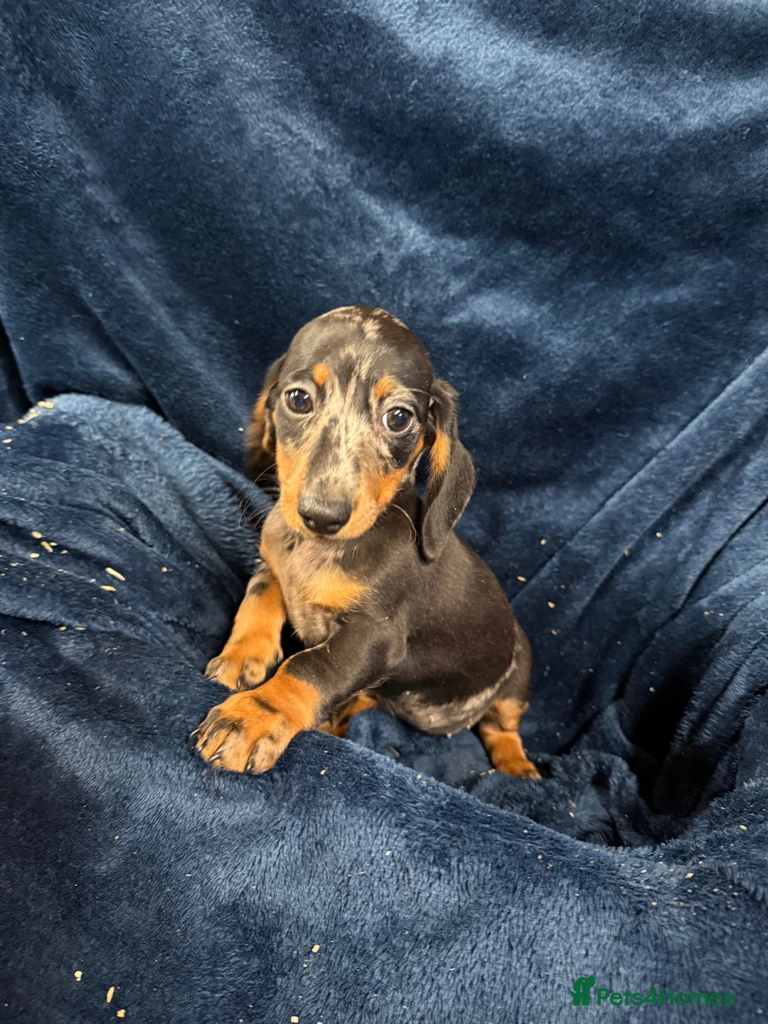 Dachshund dogs for sale: Dachshund Puppies - Image 2