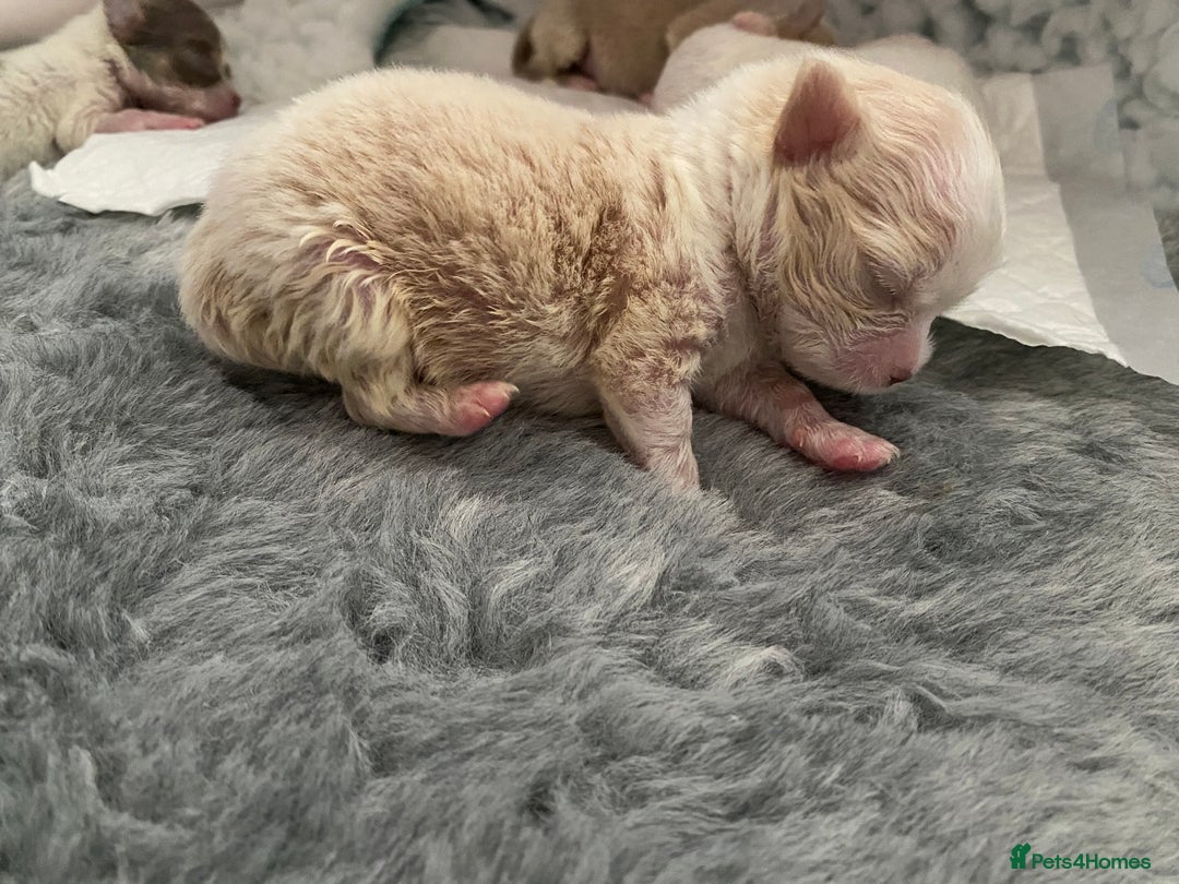 Chihuahua dogs for sale: Exquisite KC Registered Apple Chihuahua Puppies 💖 - Image 18