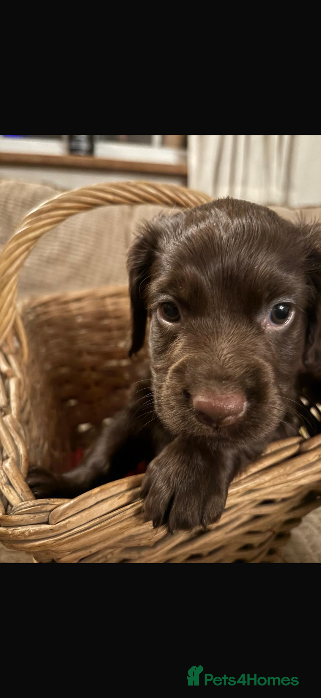 Cocker Spaniel dogs for sale: Male -  KUJO - Advert 1
