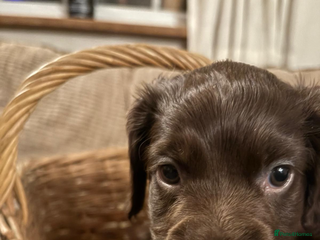 Cocker Spaniel dogs Male - KUJO - Advert 1