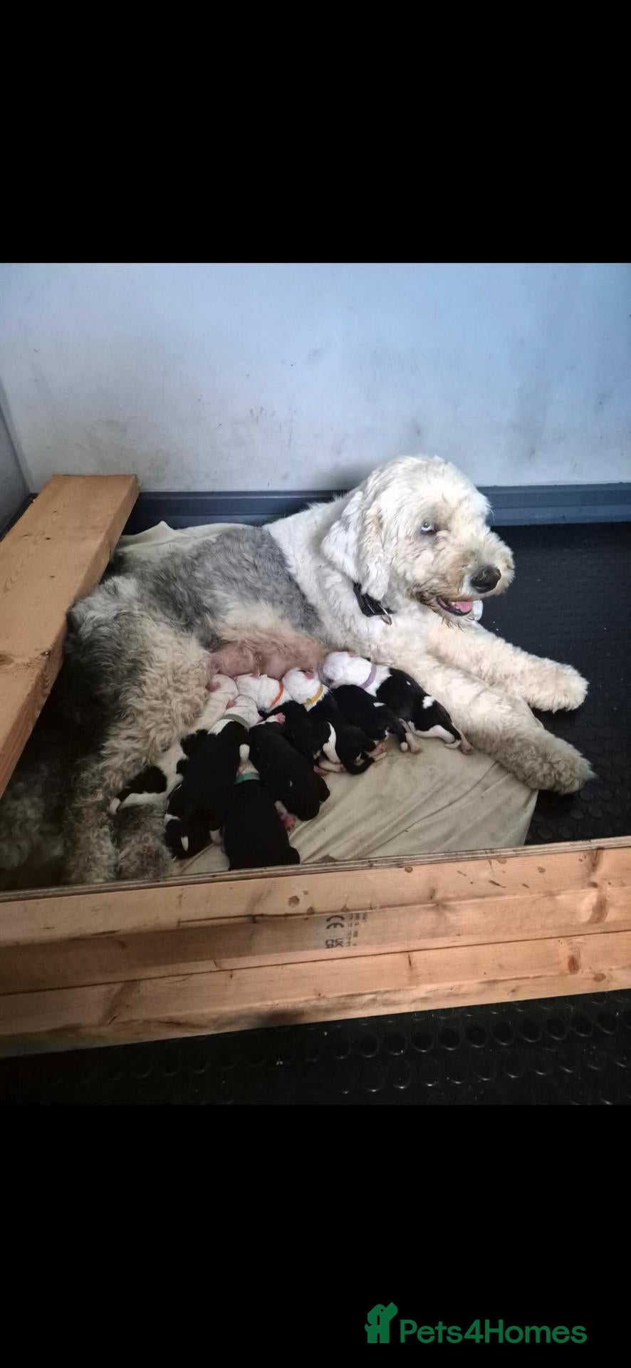 Old English Sheepdog dogs Old english sheepdog  - Advert 2