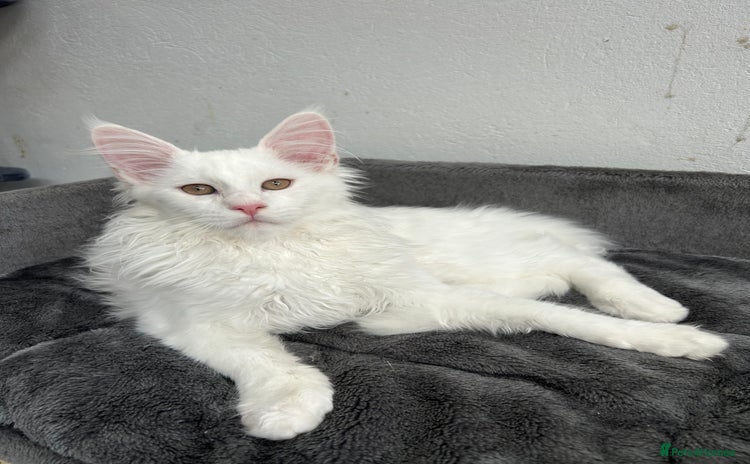 Maine Coon cats - Advert 2