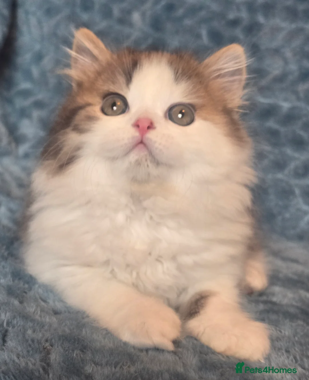 British Shorthair cats for sale: TICA registered British shorthair kittens - Advert 18