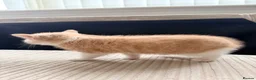 Mixed Breed cats for sale: Playful & Cuddly Kittens – Ready 1 November - Advert 8