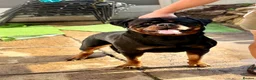Rottweiler dogs for stud: PUREBREAD ROTTWEILER MALE FOR STUD !! - Advert 6