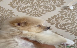 Pomeranian dogs for sale: Beautiful Russian bloodline Pomeranian puppies - Image 20