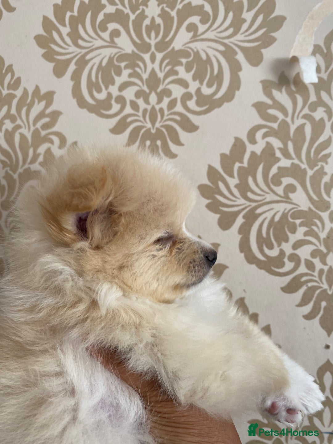 Pomeranian dogs for sale: Beautiful Russian bloodline Pomeranian puppies - Image 20