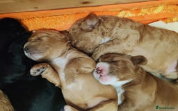 Cavapoo dogs for sale: Cavapoo - Image 4