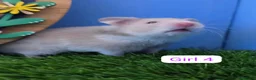 Hamster rodents for sale: Syrian Hamster Babies Males Females Pedigree - Advert 5