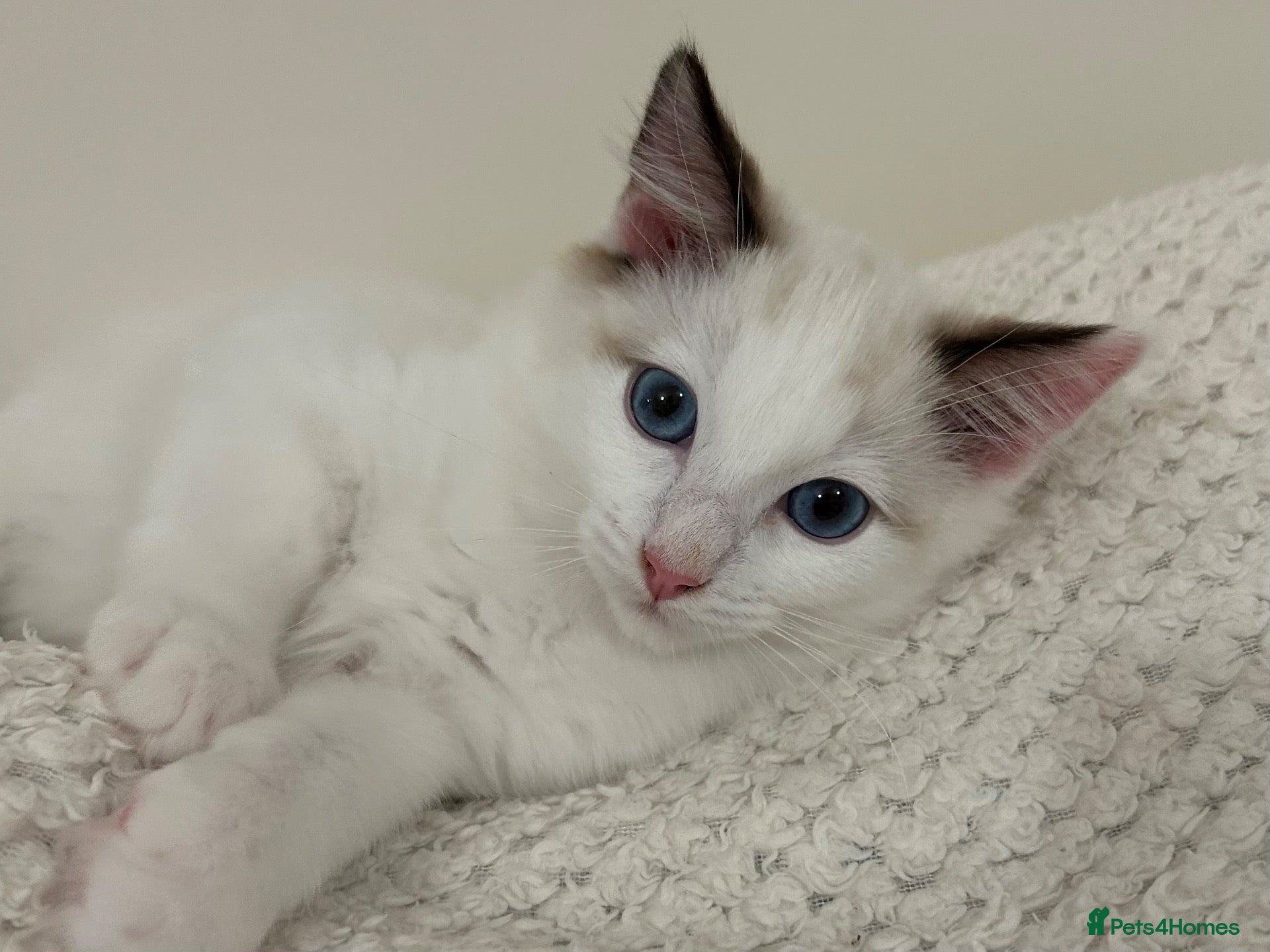 Ragdoll cats Lilac Bicolour Ragdoll Kittens - Advert 23