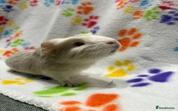 Guinea Pig rodents for sale: Guinea pigs for sale  - Image 11