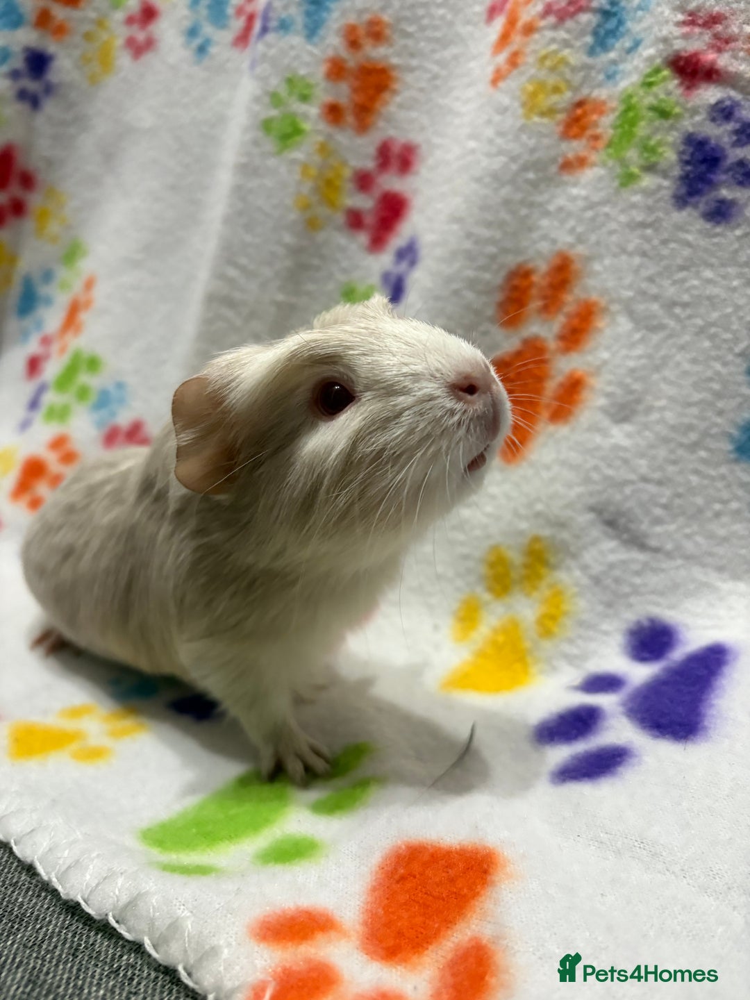 Guinea Pig rodents for sale: Guinea pigs for sale  - Image 11